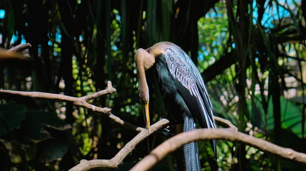 Amerikaanse Slangenhalsvogel Anhinga Hábitat Habitual Bosque Con Hierba Verde Expansión —  Fotos de Stock