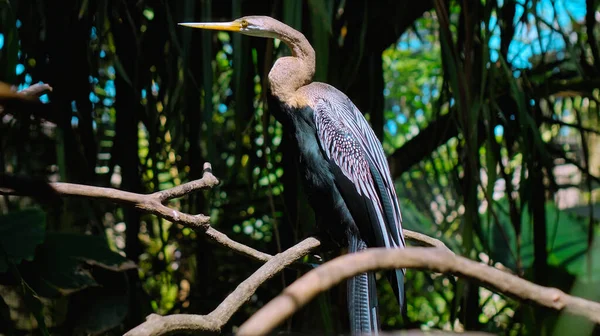 Amerikaanse Slangenhalsvogel Anhinga Привычной Среде Обитания Лесу Зеленой Травой Расползания — стоковое фото