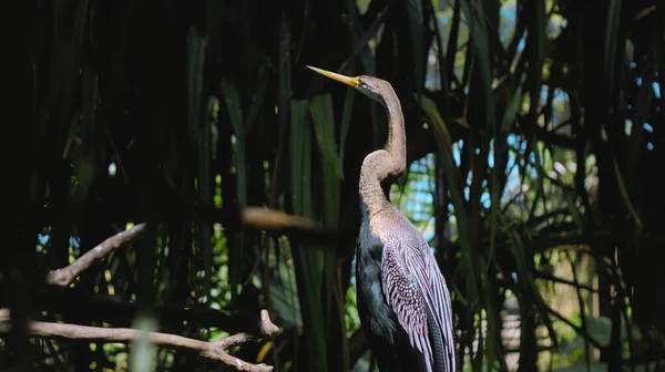 Amerikaanse Slangenhalsvogel Anhinga Привычной Среде Обитания Лесу Зеленой Травой Расползания — стоковое фото