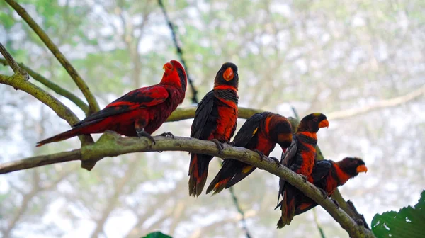 Группа Попугаев Лори Синими Черными Перьями Обычной Среде Обитания Лесу — стоковое фото