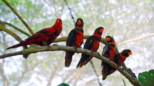 Gruppe Von Papageien Lory Mit Blauen Und Schwarzen Federn Den — Stockfoto