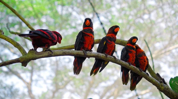 Grupa Papug Lory Niebieskimi Czarnymi Piórami Zwykłym Środowisku Lesie Siedzącym — Zdjęcie stockowe