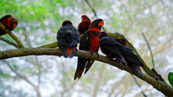 Gruppe Von Papageien Lory Mit Blauen Und Schwarzen Federn Den — Stockfoto