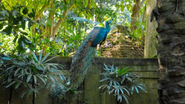 Her zamanki doğal ortamında yeşil otlar ve yayılmış mavi tüyleri olan büyük bir tavus kuşu. 