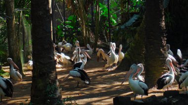 Büyük Avustralyalı pelikan sürüleri sudaki her zamanki yaşam alanlarında yeşil çimenler ve yayılarak avlanıyorlar.