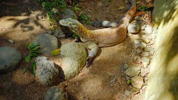 Ödla Från Komodo Vanlig Livsmiljö Sand Med Stenar — Stockfoto