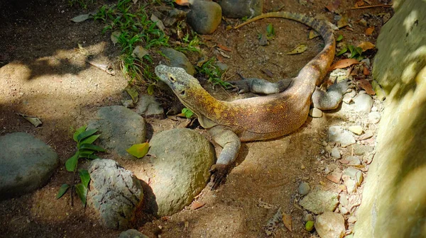 Ödla Från Komodo Vanlig Livsmiljö Sand Med Stenar — Stockfoto