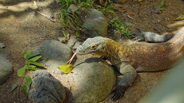 Ящірка Острова Комодо Звичайному Середовищі Проживання Піску Камінням — стокове фото