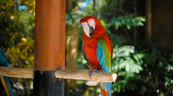 Parrot ara with red and green feathers in the usual habitat with green grass and sprawl sits on a wooden branch