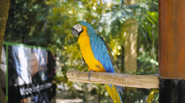 Ara Pappagallo Con Piume Gialle Blu Nel Suo Solito Habitat — Foto Stock