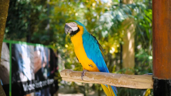 Papuga Ara Żółtymi Niebieskimi Piórami Swoim Zwykłym Środowisku Zieloną Trawą — Zdjęcie stockowe