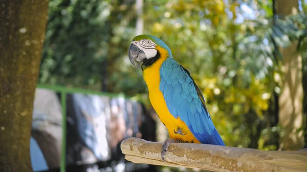 Papuga Ara Żółtymi Niebieskimi Piórami Swoim Zwykłym Środowisku Zieloną Trawą — Zdjęcie stockowe