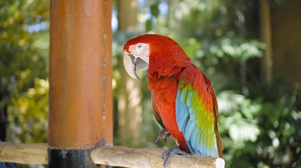 Papegaai Ara Met Rode Groene Veren Gebruikelijke Habitat Met Groen — Stockfoto
