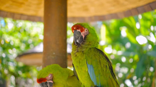 Ara Verde Pappagallo Con Piume Verdi Nel Solito Habitat Con — Foto Stock