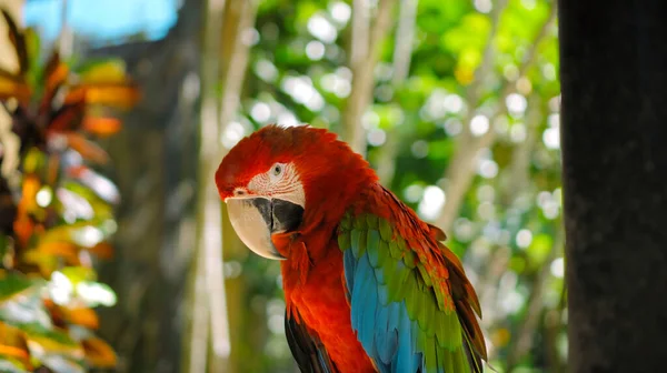 Попугай Ара Красными Зелеными Перьями Обычной Среде Обитания Зеленой Травой — стоковое фото