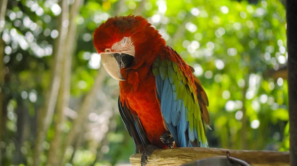 Ara Pappagallo Con Piume Rosse Verdi Nel Solito Habitat Con — Foto Stock