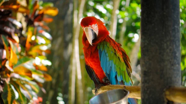 Ara Papagaio Com Penas Vermelhas Verdes Habitat Habitual Com Grama — Fotografia de Stock