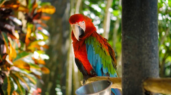 Ara Pappagallo Con Piume Rosse Verdi Nel Solito Habitat Con — Foto Stock