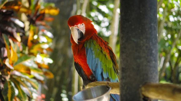 Parrot Ara Con Plumas Rojas Verdes Hábitat Habitual Con Hierba —  Fotos de Stock