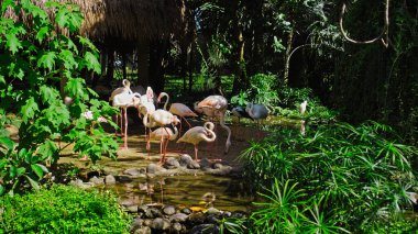 Pembe flamingo sürüsü, suların yakınında yeşil bitkiler bulunan ormandaki olağan yaşam alanında.