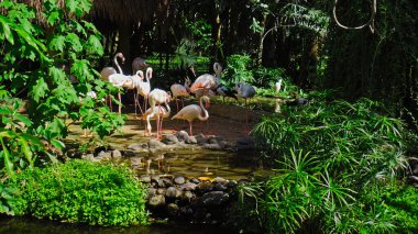 Pembe flamingo sürüsü, suların yakınında yeşil bitkiler bulunan ormandaki olağan yaşam alanında.