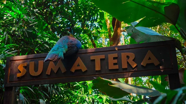 A large peacock with blue feathers in its usual habitat with green grass and sprawl sits on a wooden sign with the inscription Sumatera