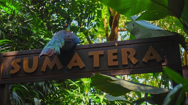 A large peacock with blue feathers in its usual habitat with green grass and sprawl sits on a wooden sign with the inscription Sumatera