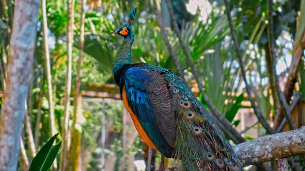 A large peacock with blue feathers in its usual habitat with green grass and sprawl sits on a wooden branch