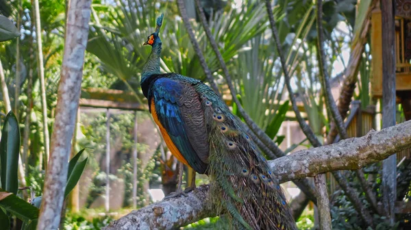 Grande Pavão Com Penas Azuis Seu Habitat Habitual Com Grama — Fotografia de Stock