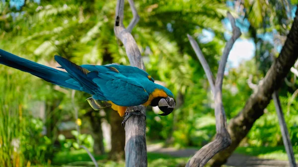 Papegaai Ara Met Gele Blauwe Veren Zijn Gebruikelijke Habitat Met — Stockfoto