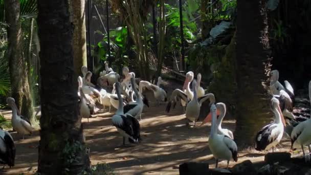 Hejno Velkých Australských Pelikánů Obvyklém Prostředí Lese Zelenou Trávou Roztaženými — Stock video