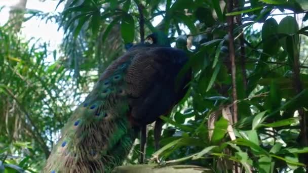 Ένα Μεγάλο Παγώνι Μπλε Φτερά Στο Συνηθισμένο Του Περιβάλλον Πράσινο — Αρχείο Βίντεο