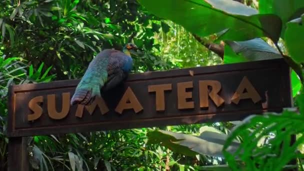 緑の芝生とスプロールがある通常の生息地で青い羽を持つ大きな孔雀は 碑文と木製の標識に座っていますスマトラ — ストック動画