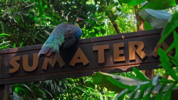 緑の芝生とスプロールがある通常の生息地で青い羽を持つ大きな孔雀は 碑文と木製の標識に座っていますスマトラ — ストック動画