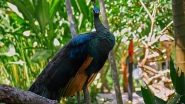 Her zamanki habitatında mavi tüyleri olan büyük bir tavus kuşu yeşil çimenler ve yayılmış bir ağaç dalında oturur.