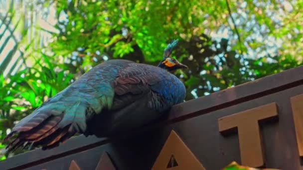 Ένα Μεγάλο Παγώνι Μπλε Φτερά Στο Συνηθισμένο Του Περιβάλλον Πράσινο — Αρχείο Βίντεο