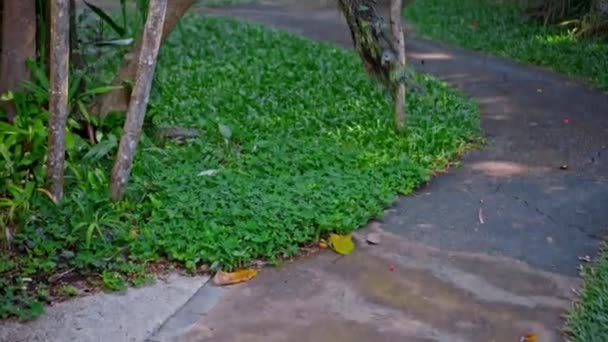 Large Peacock Blue Feathers Its Usual Habitat Green Grass Sprawl — Stock Video