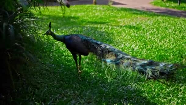 Ein Großer Pfau Mit Blauen Federn Seinem Gewohnten Lebensraum Mit — Stockvideo