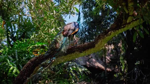 Een Grote Pauw Met Blauwe Veren Zijn Gebruikelijke Habitat Met — Stockvideo