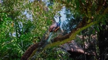 Her zamanki habitatında mavi tüyleri olan büyük bir tavus kuşu yeşil çimenler ve yayılmış bir ağaç dalında oturur.