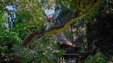 Her zamanki habitatında mavi tüyleri olan büyük bir tavus kuşu yeşil çimenler ve yayılmış bir ağaç dalında oturur.