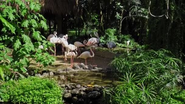 Klok Roze Flamingo Gebruikelijke Habitat Het Bos Met Groene Planten — Stockvideo