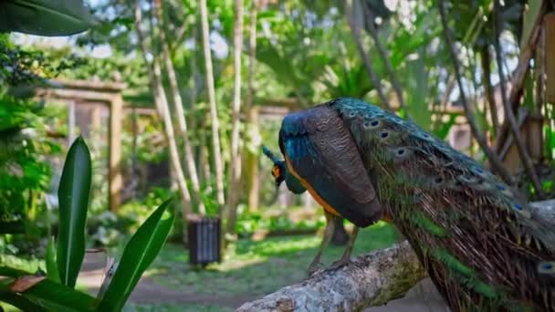 Gran Pavo Real Con Plumas Azules Hábitat Habitual Con Hierba — Vídeos de Stock