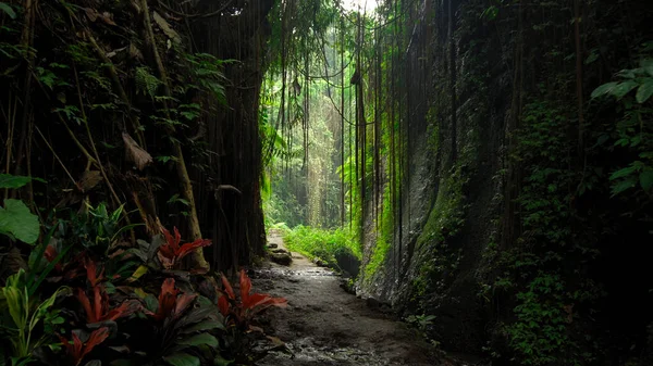 ジャングルの中の緑の木々と岩の景色を望む山の崖の写真 — ストック写真