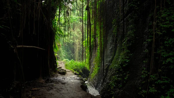 Dağdaki uçurumun fotoğrafı. Kayalıklar manzaralı. Ormanda yeşil ağaçlar var.