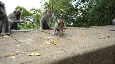 Juegles 'de taş ocağında turistlerden yiyecek bekleyen maymunlar.