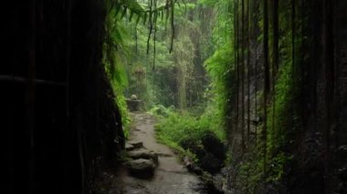 Dağdaki uçurumun videosu. Ormanda yeşil ağaçlar ve kayalar var.