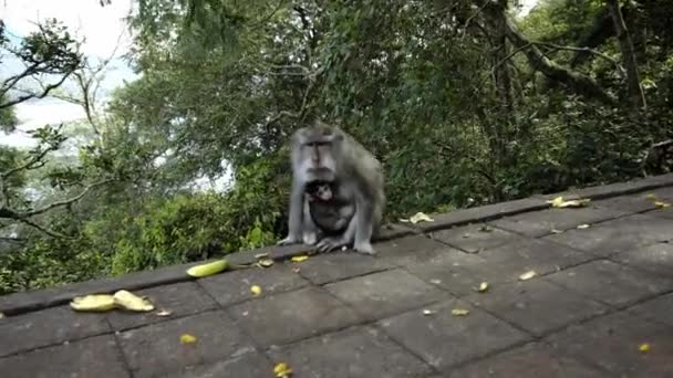 Opice Čekají Jídlo Turistů Kamnech Džungli — Stock video