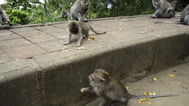 ジャングルの石のストーブの上で観光客から食べ物を待っている猿 — ストック動画