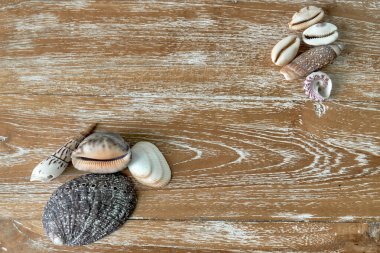 Ahşap desenli bir tahtanın üzerinde duran çok renkli deniz kabuklarıyla arka plan